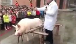 杀猪视频,揭秘网络传播的残忍杀猪视频